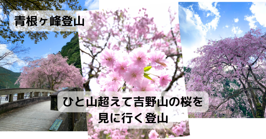 【登山日記】吉野山の桜をひと山超えて見に行く登山、青根ヶ峰登山