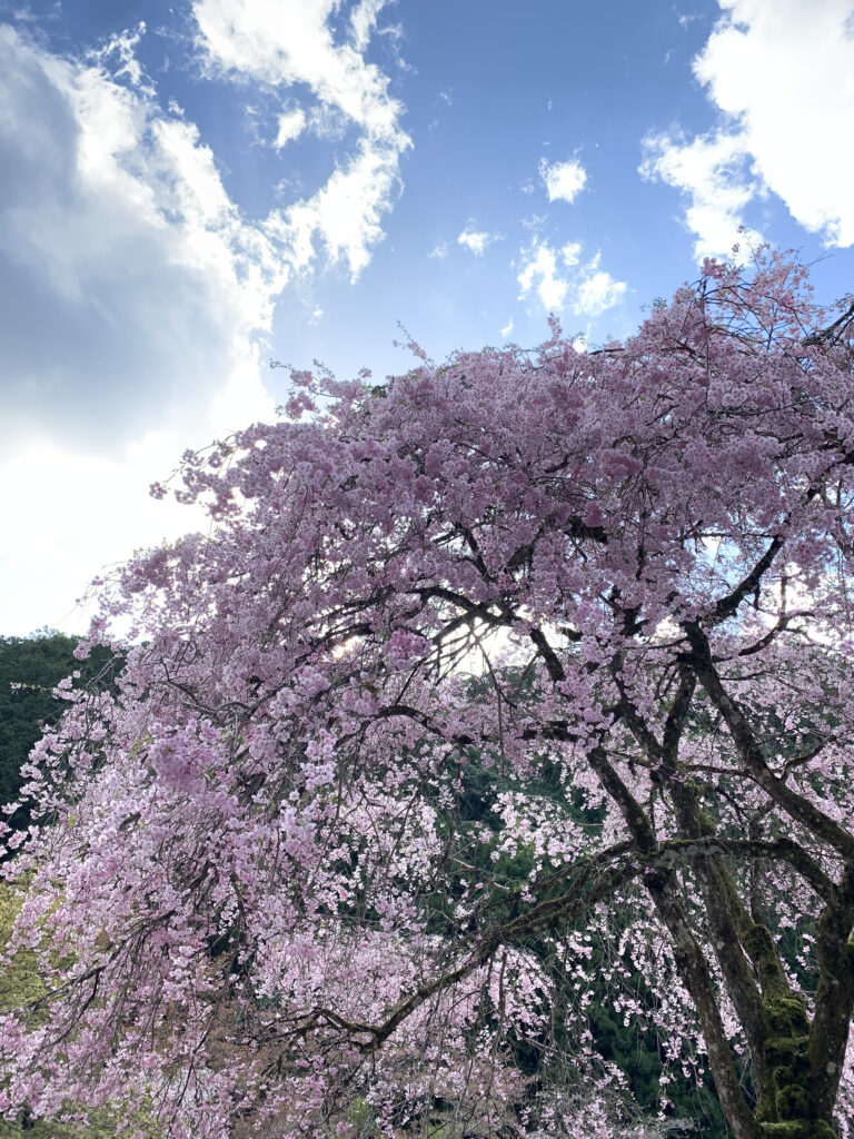 【登山日記】吉野山の桜をひと山超えて見に行く登山、青根ヶ峰登山