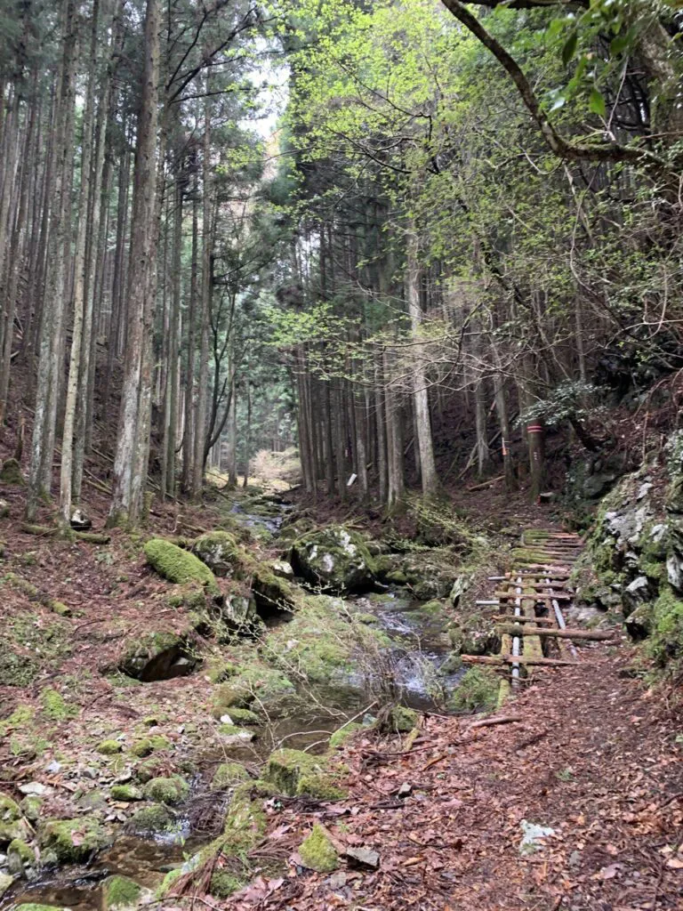 登山日記】吉野山の桜をひと山超えて見に行く登山、青根ヶ峰登山