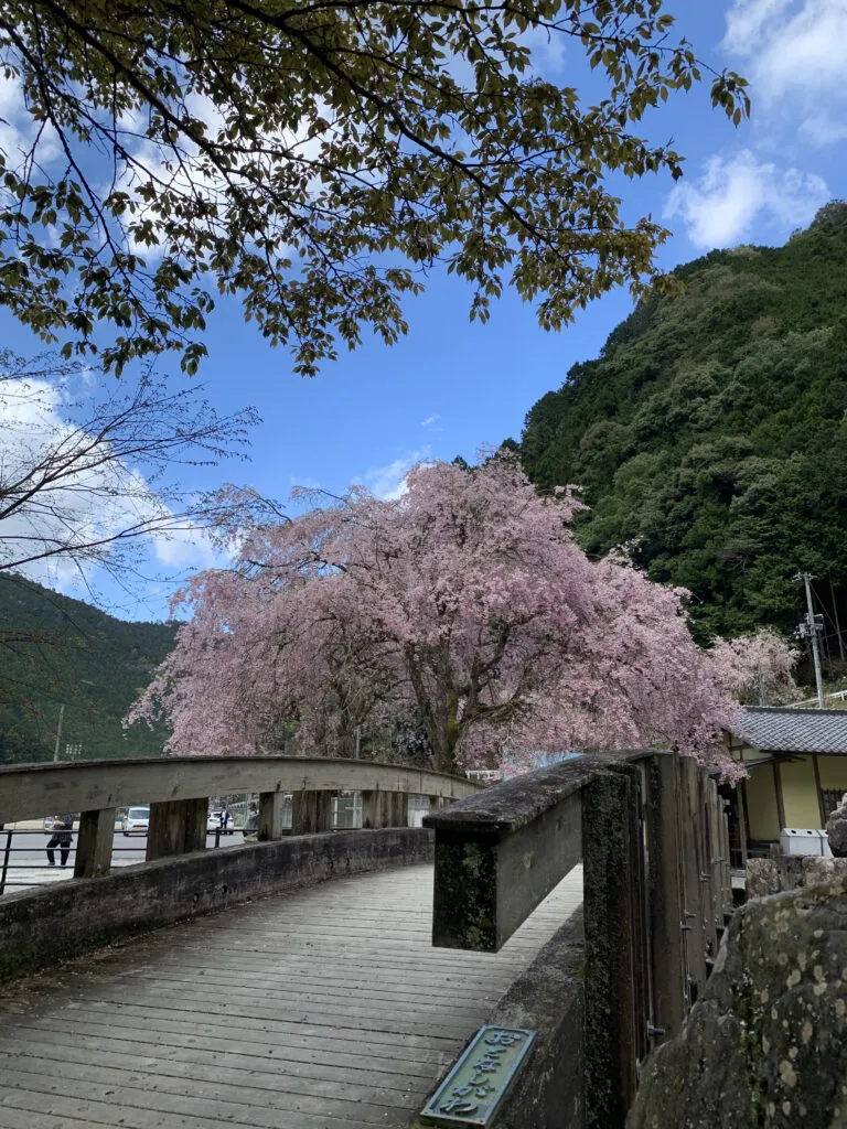 登山日記】吉野山の桜をひと山超えて見に行く登山、青根ヶ峰登山