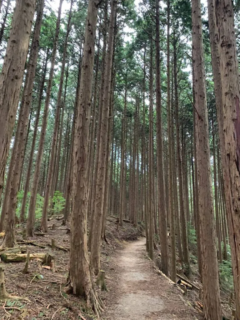 【登山日記】展望も最高で秋のススキを楽しめる大阪・岩湧山