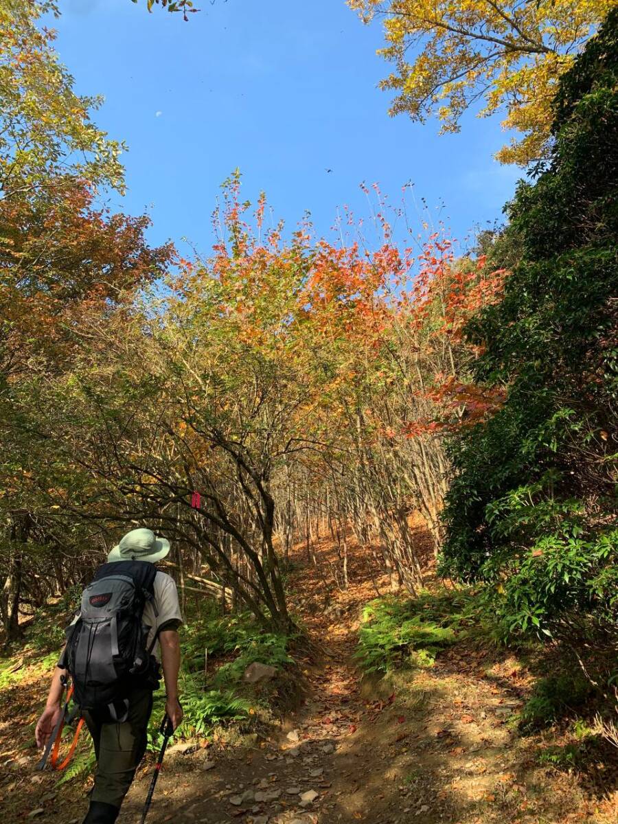 【登山活動】近畿百名山で広くて美しい山頂の鳥居が最高な入道ヶ岳