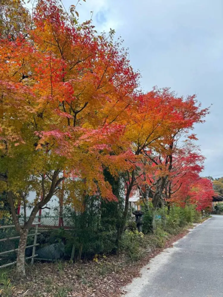 【登山活動】稜線歩きが最高に気持ちいい「竜ヶ岳」遠足尾根~金山尾根コース