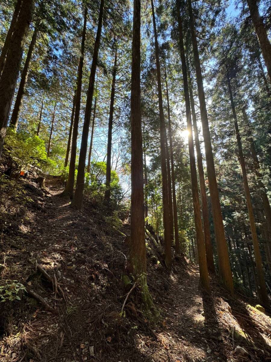 【登山活動】香肌イレブン「局ヶ岳」山頂は360度パノラマ絶景