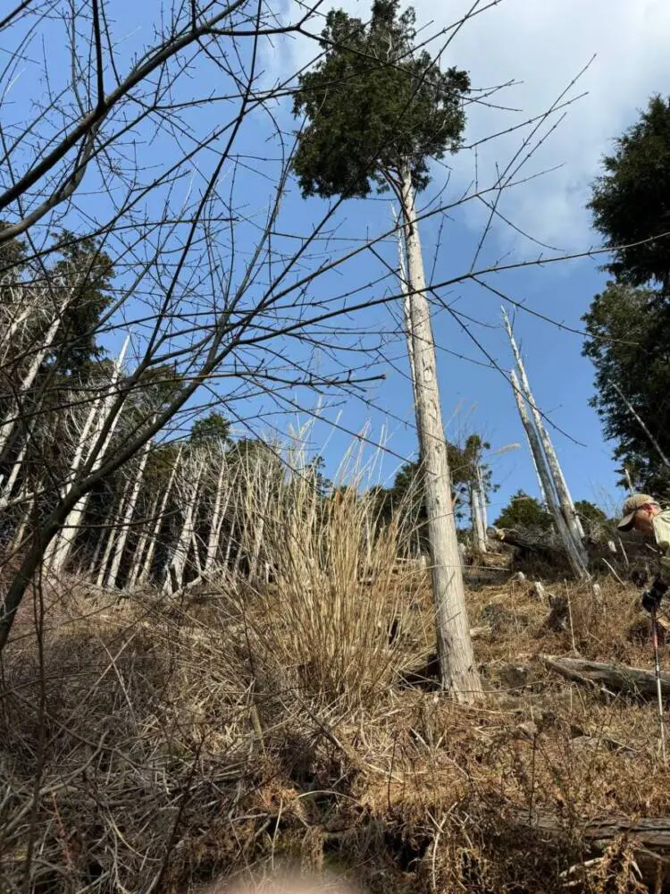 【登山日記】苔むした石畳など見どころいっぱいの大洞山~尼ヶ岳を縦走