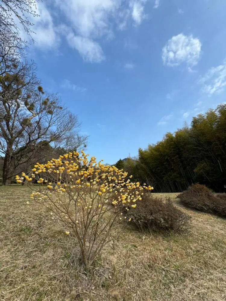 【登山日記】苔むした石畳など見どころいっぱいの大洞山~尼ヶ岳を縦走