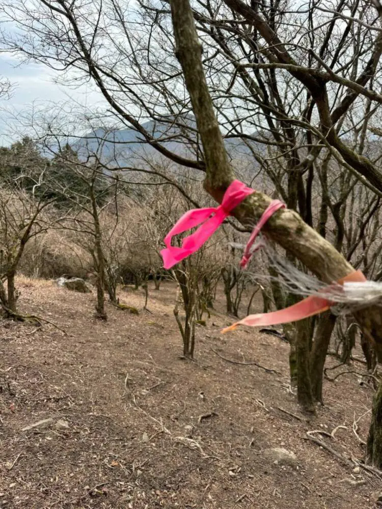 【登山日記】苔むした石畳など見どころいっぱいの大洞山~尼ヶ岳を縦走