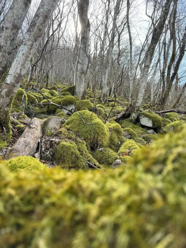 【登山日記】苔むした石畳など見どころいっぱいの大洞山~尼ヶ岳を縦走