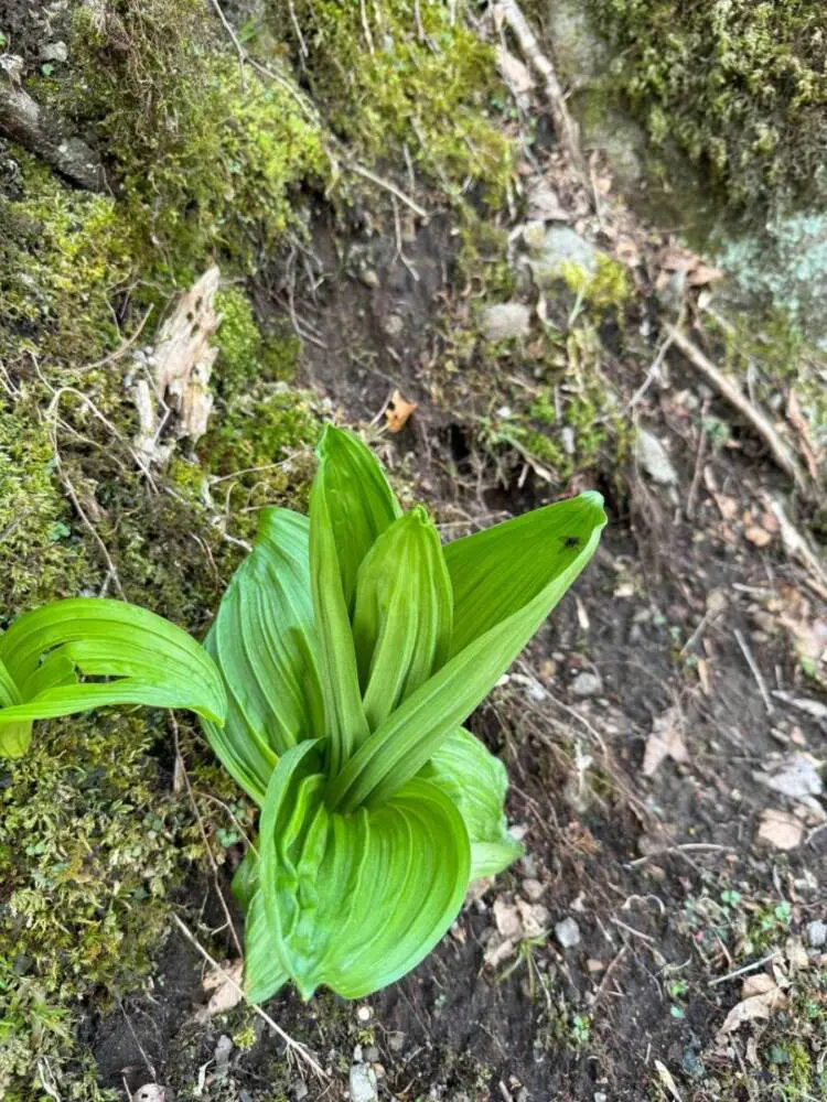 【登山日記】苔むした石畳など見どころいっぱいの大洞山~尼ヶ岳を縦走