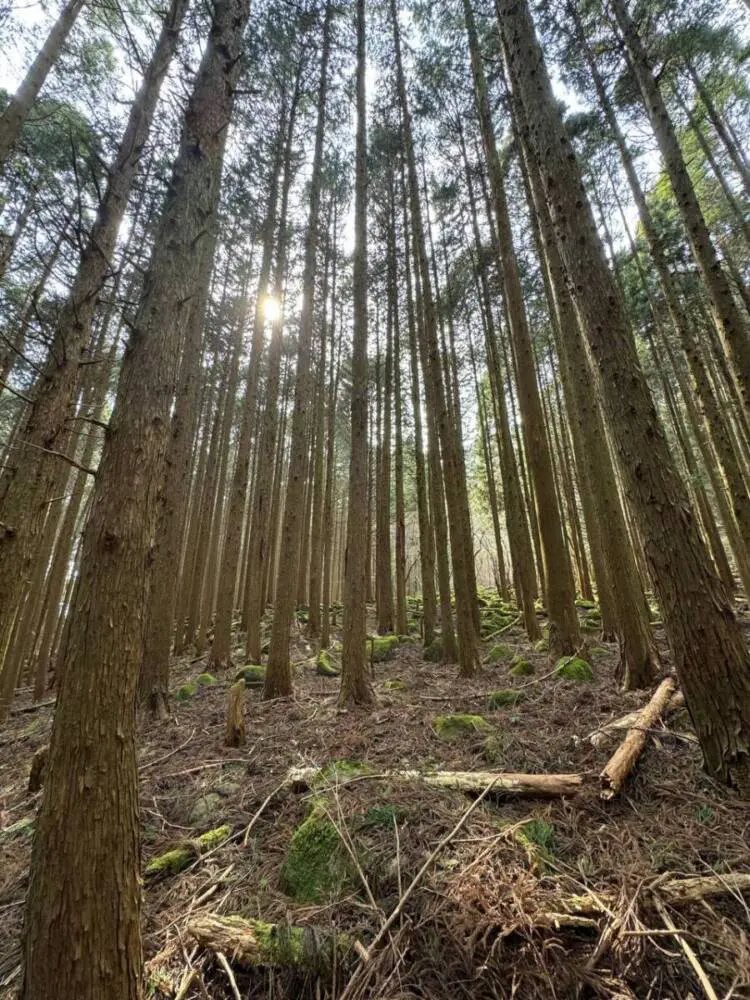 【登山日記】苔むした石畳など見どころいっぱいの大洞山~尼ヶ岳を縦走