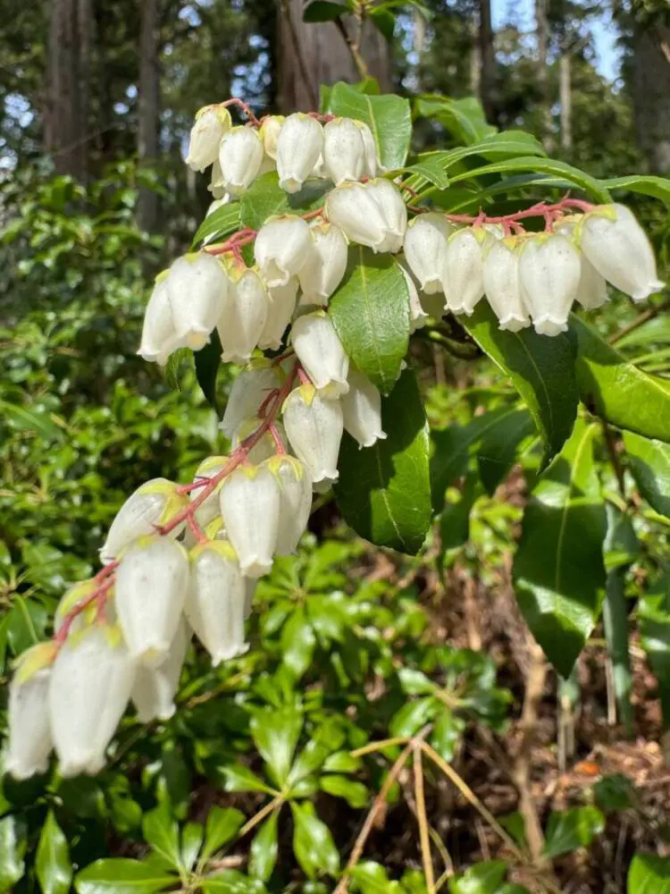 【登山日記】苔むした石畳など見どころいっぱいの大洞山~尼ヶ岳を縦走