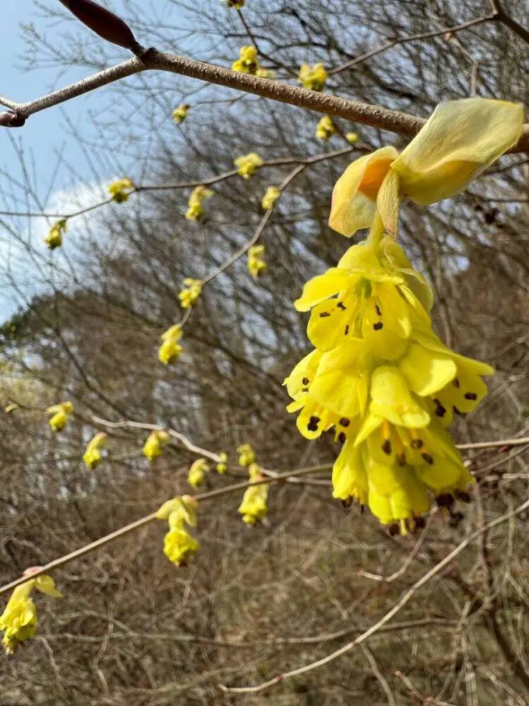 【登山日記】苔むした石畳など見どころいっぱいの大洞山~尼ヶ岳を縦走