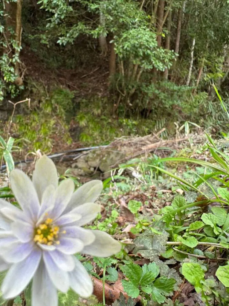 【登山日記】苔むした石畳など見どころいっぱいの大洞山~尼ヶ岳を縦走