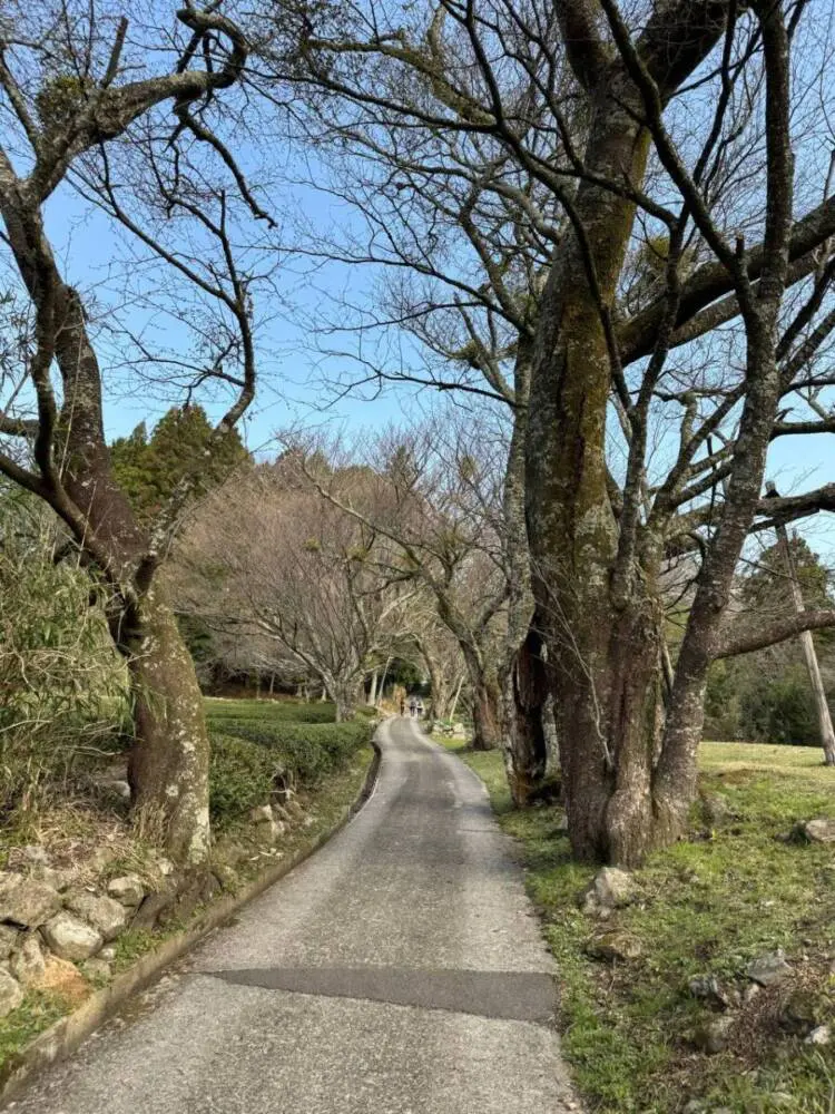 【登山日記】苔むした石畳など見どころいっぱいの大洞山~尼ヶ岳を縦走