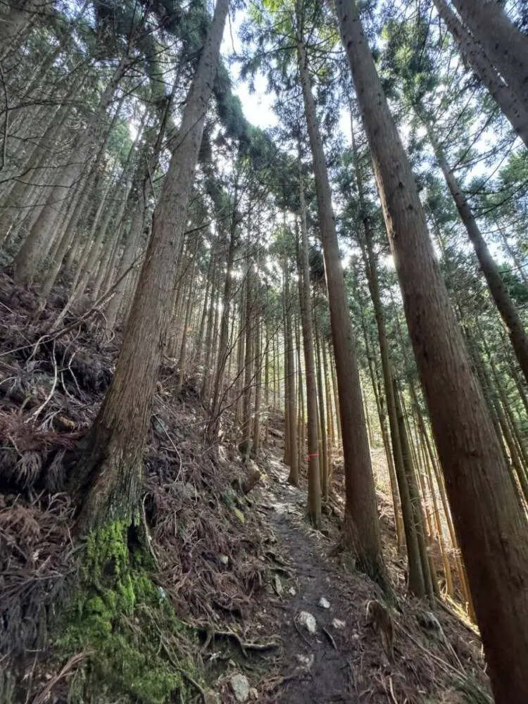 【登山活動】綿向山から竜王山へ縦走、鈴鹿山脈を見ながら縦走