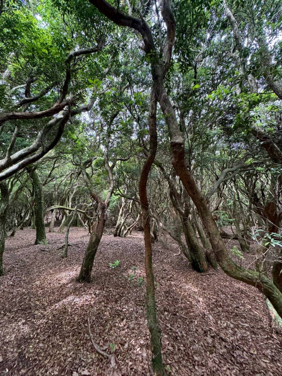 【登山活動】伊賀の街並みを眺めれる絶景の山「霊山」