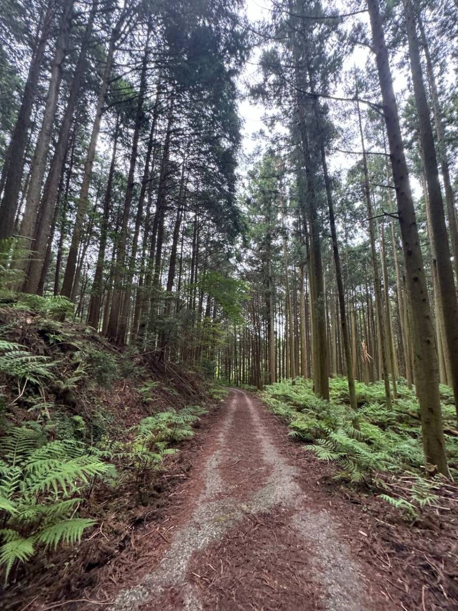 【登山活動】鈴の音アルプス全縦走、攻略方法を紹介