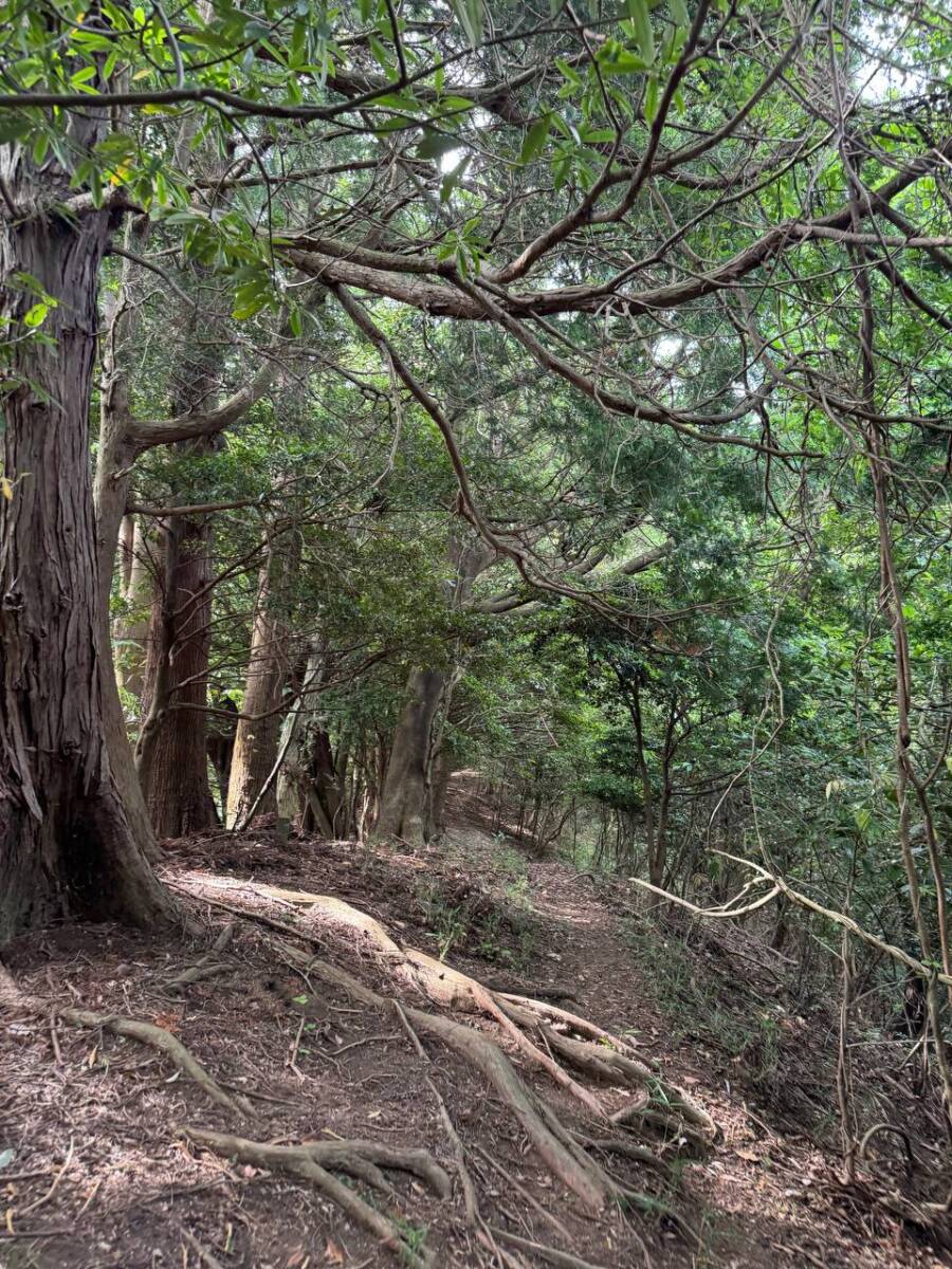 【登山活動】鈴の音アルプス全縦走、攻略方法を紹介