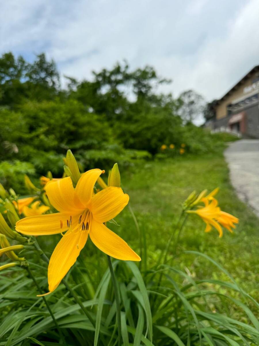 【登山日記】日本百名山「月山」雪渓や花がたくさん見れた美しい世界