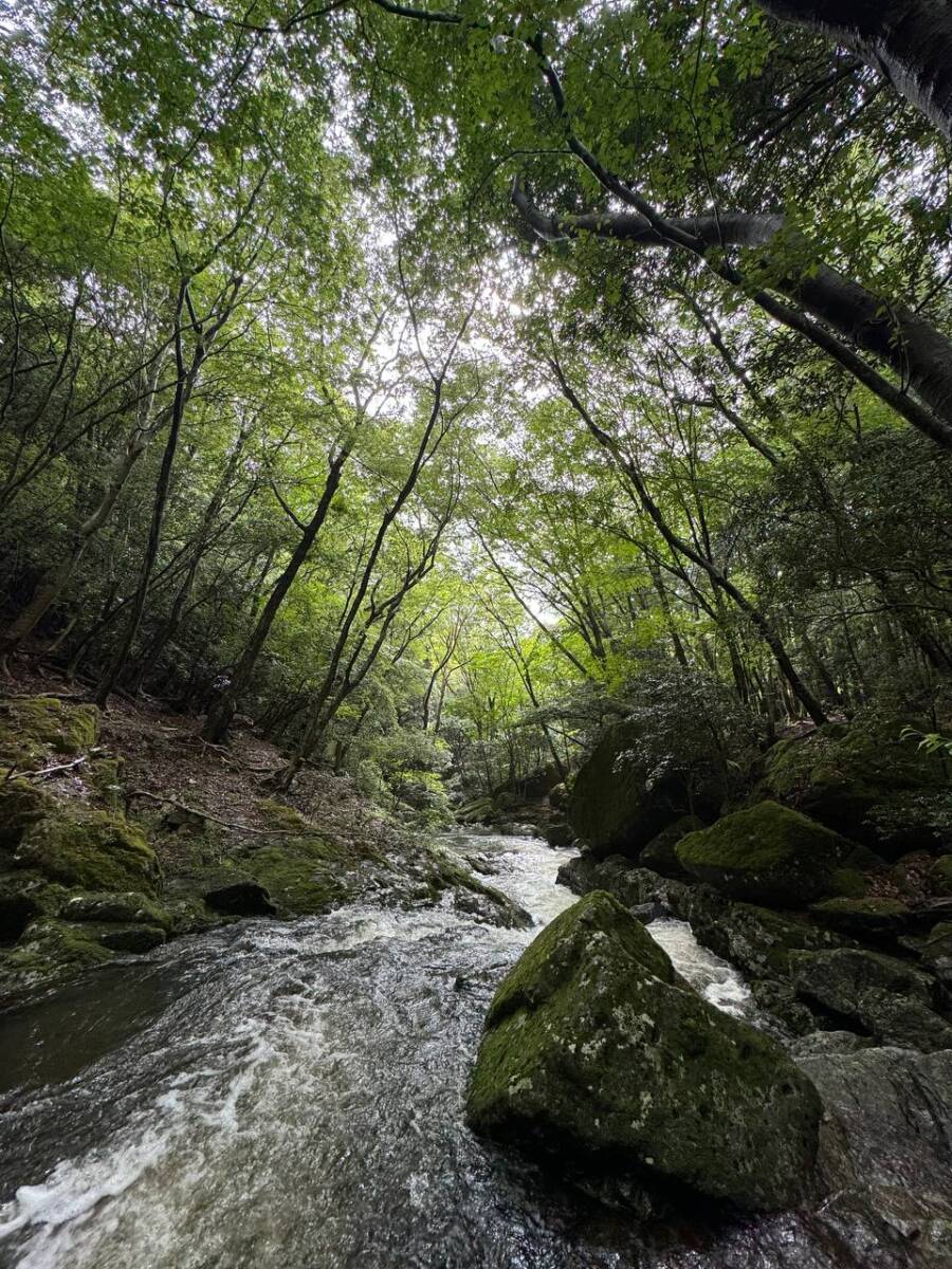 【登山日記】大阪北摂最高峰の深山。川も山も楽しめるハイキングコース。