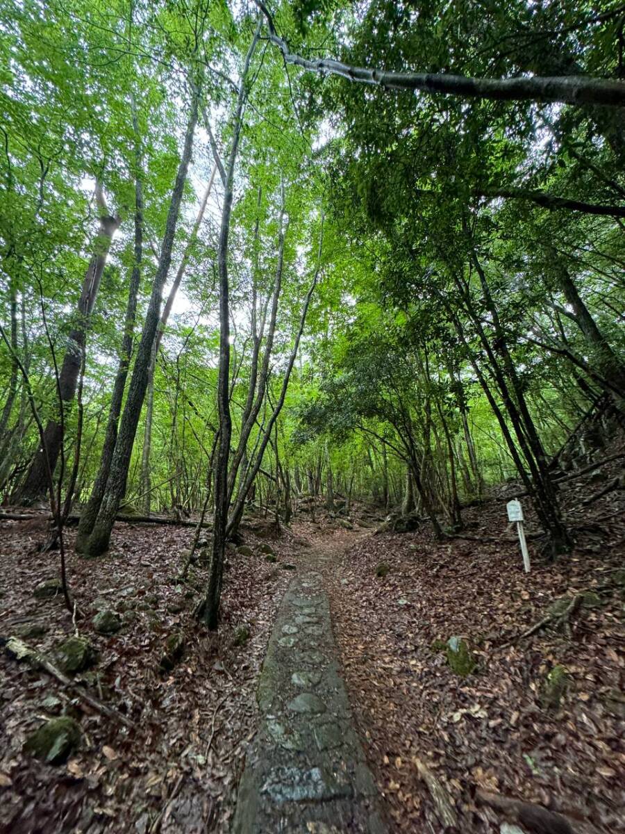 【登山日記】大阪北摂最高峰の深山。川も山も楽しめるハイキングコース。