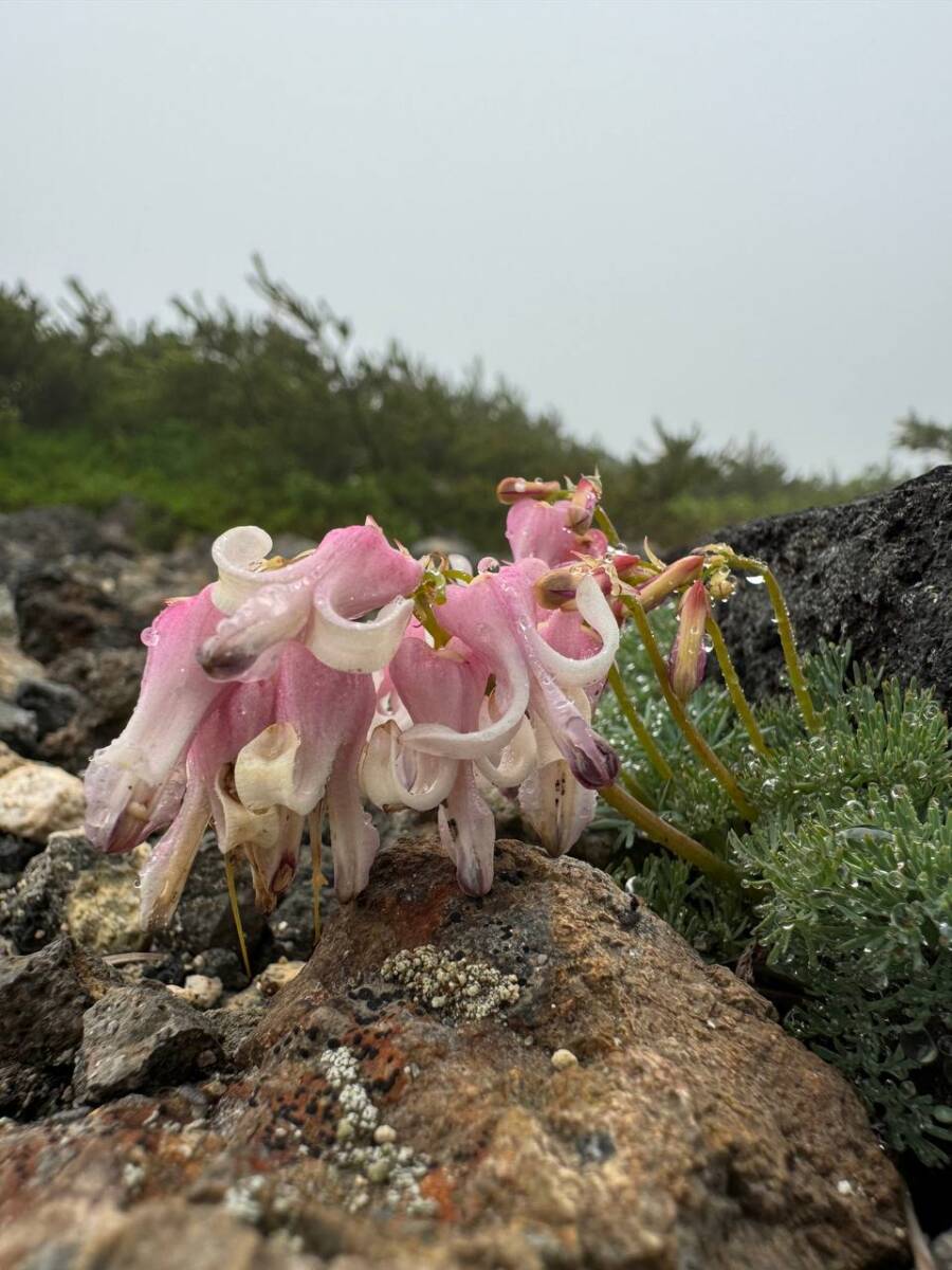 【登山活動】日本百名山「蔵王山」雄大過ぎる光景に驚く山