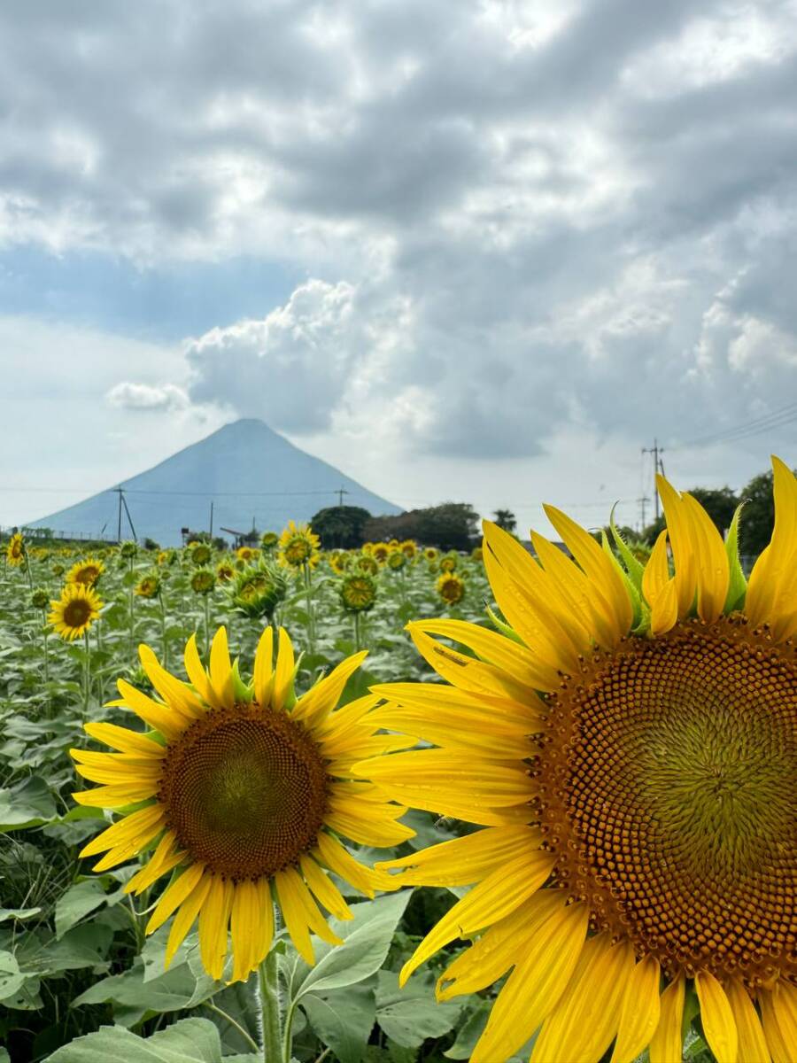 美しすぎる円錐形の山容の「開聞岳」グルッと山頂まで登りました