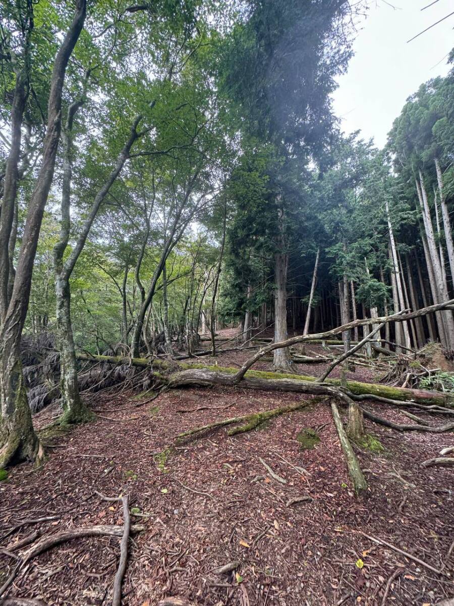 京都最高峰「皆子山」登りやすく楽しい山で、夏場はヒルにご注意