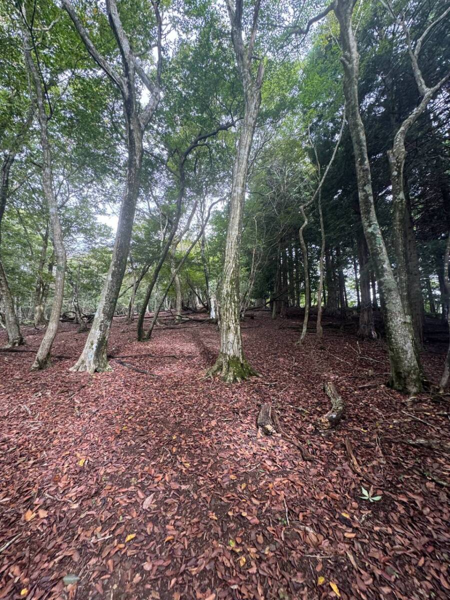 京都最高峰「皆子山」登りやすく楽しい山で、夏場はヒルにご注意