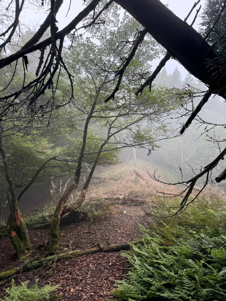 京都最高峰「皆子山」登りやすく楽しい山で、夏場はヒルにご注意