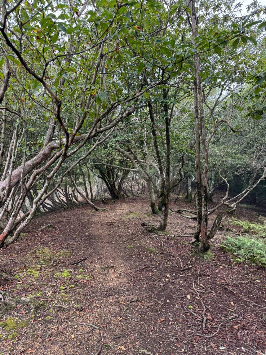 京都最高峰「皆子山」登りやすく楽しい山で、夏場はヒルにご注意