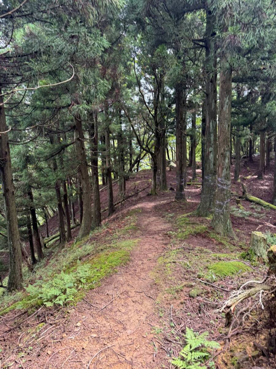 京都最高峰「皆子山」登りやすく楽しい山で、夏場はヒルにご注意