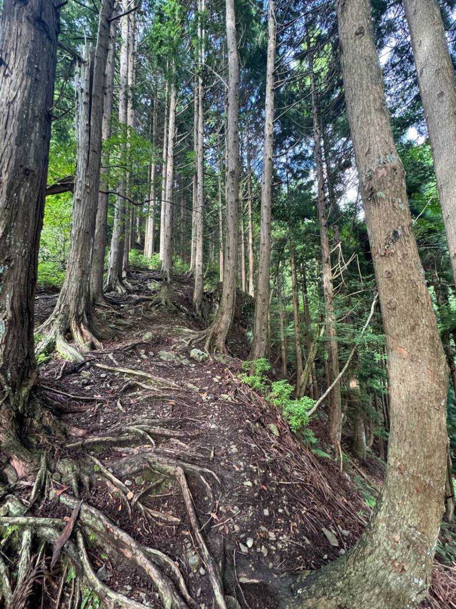 京都最高峰「皆子山」登りやすく楽しい山で、夏場はヒルにご注意