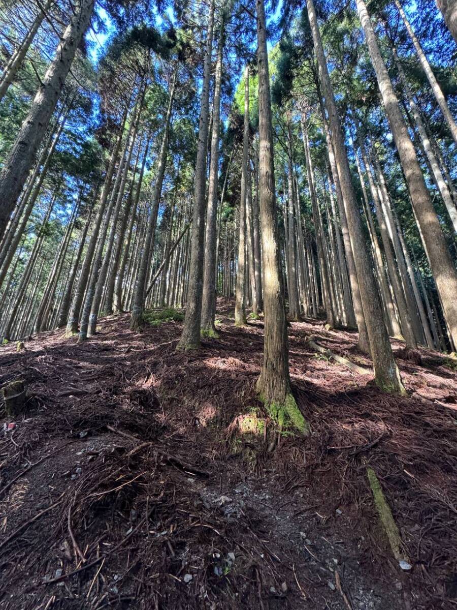 京都最高峰「皆子山」登りやすく楽しい山で、夏場はヒルにご注意