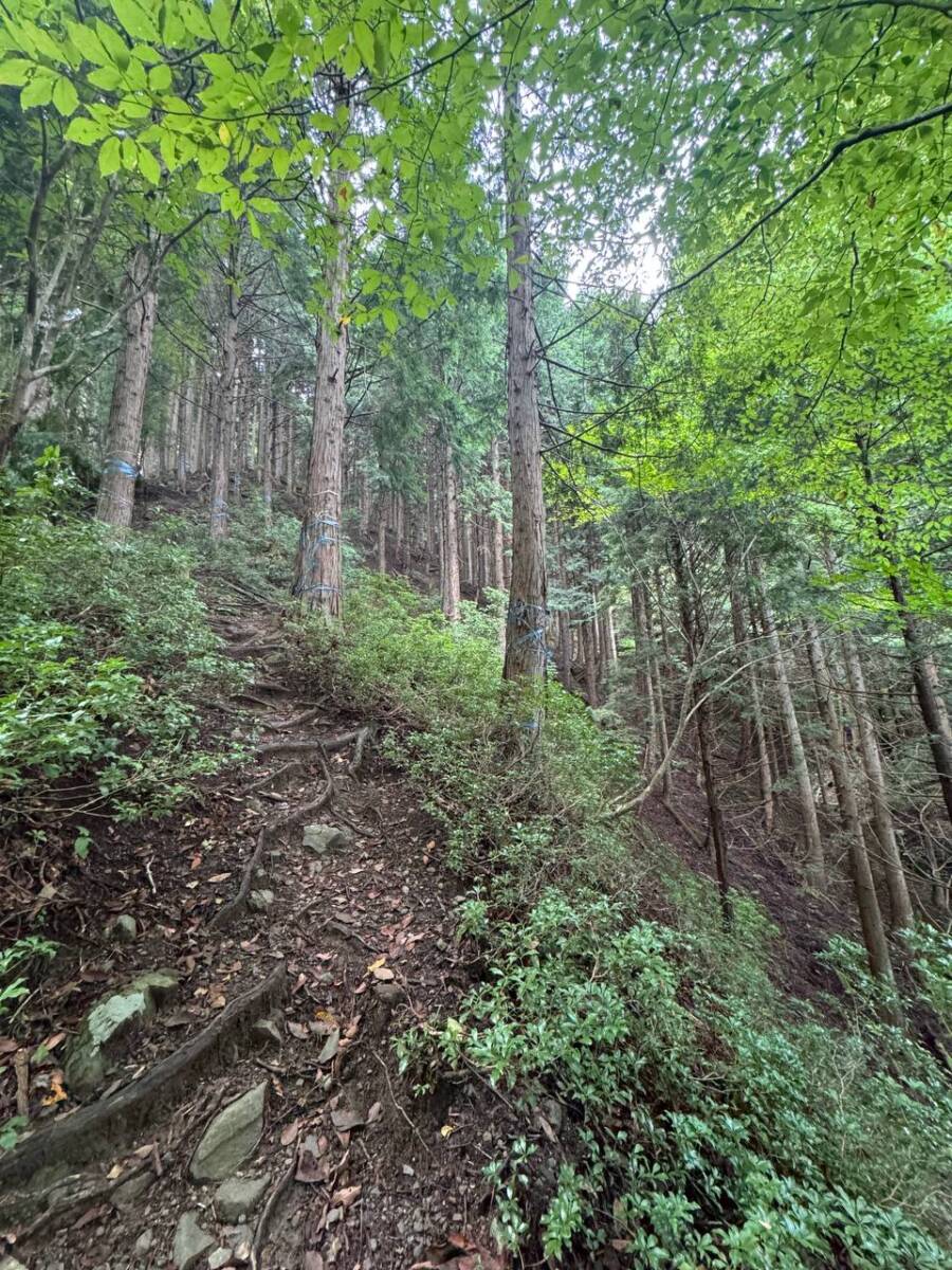 京都最高峰「皆子山」登りやすく楽しい山で、夏場はヒルにご注意