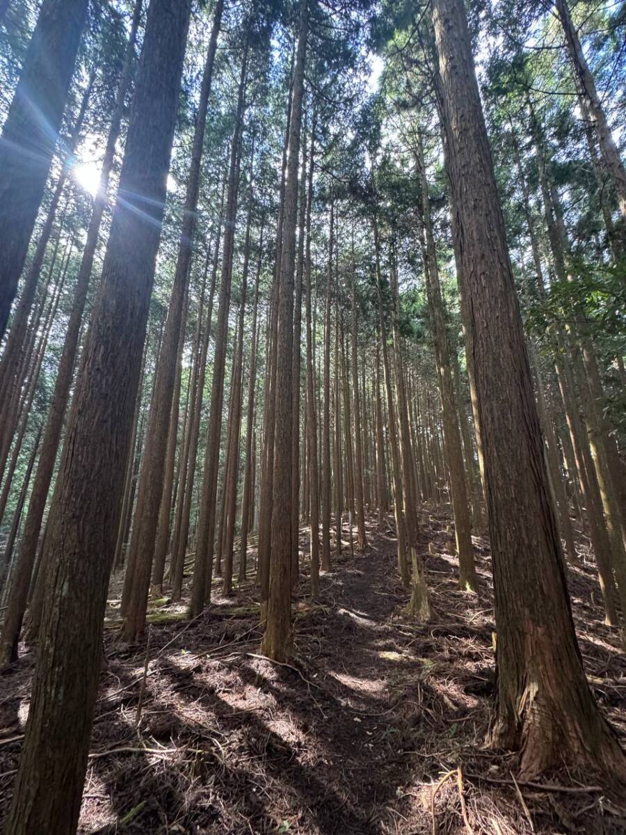 【登山日記】音羽三山を縦走、歴史深い山を気軽に縦走できるコース