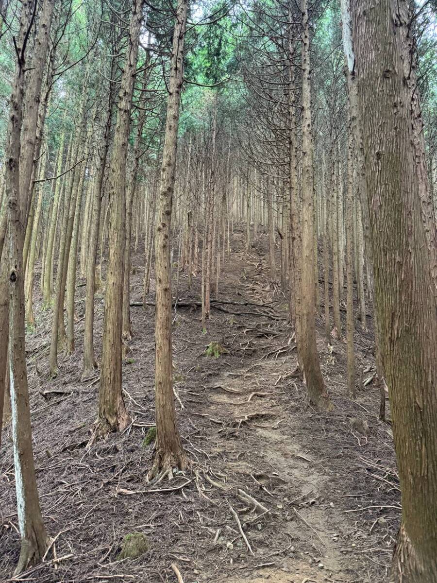 【登山日記】音羽三山を縦走、歴史深い山を気軽に縦走できるコース