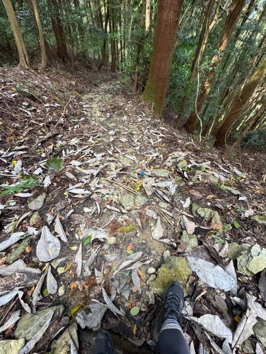 紀州富士と呼ばれる和歌山の「龍門山」農作物がたくさん見れました