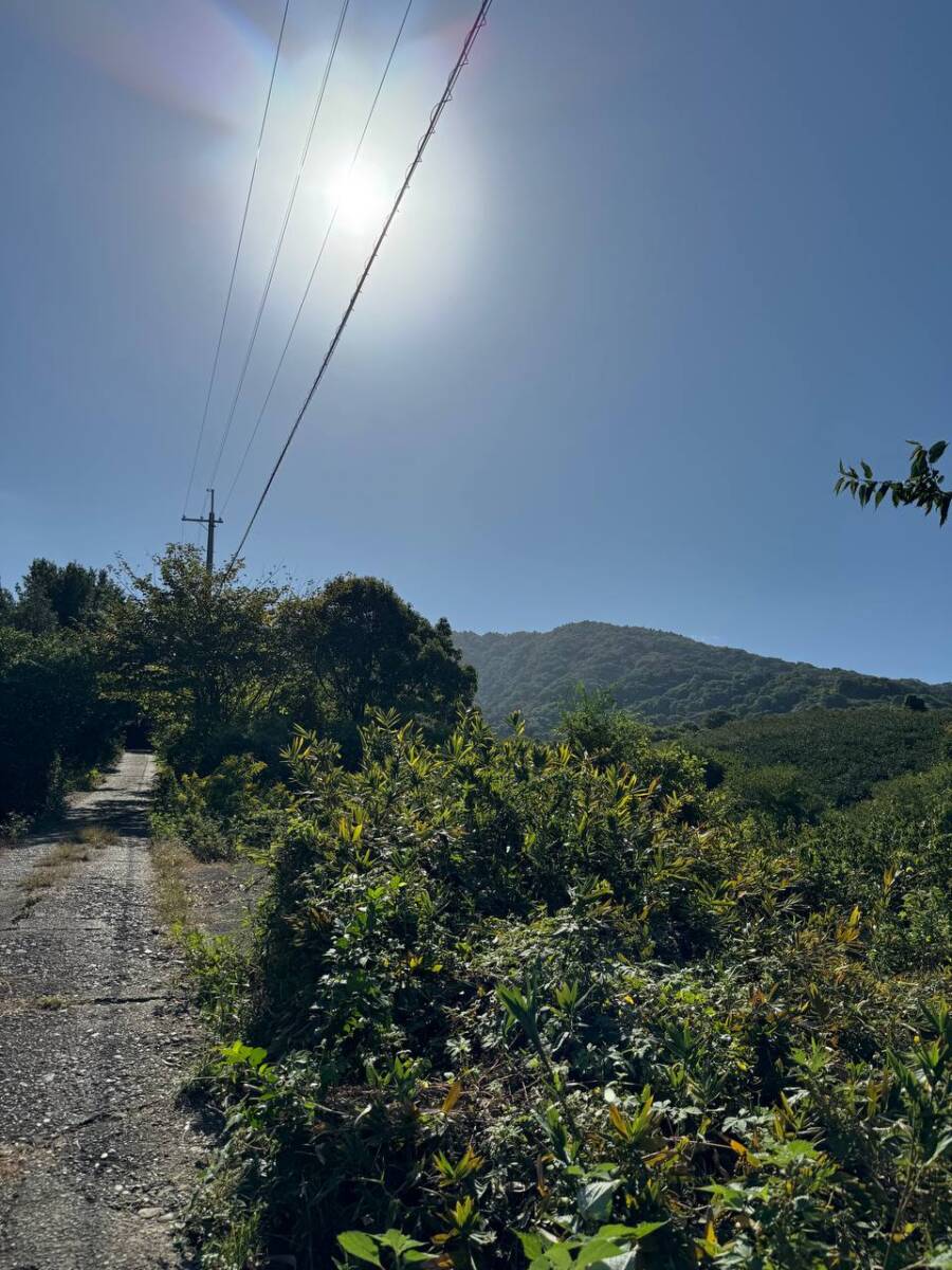 紀州富士と呼ばれる和歌山の「龍門山」農作物がたくさん見れました