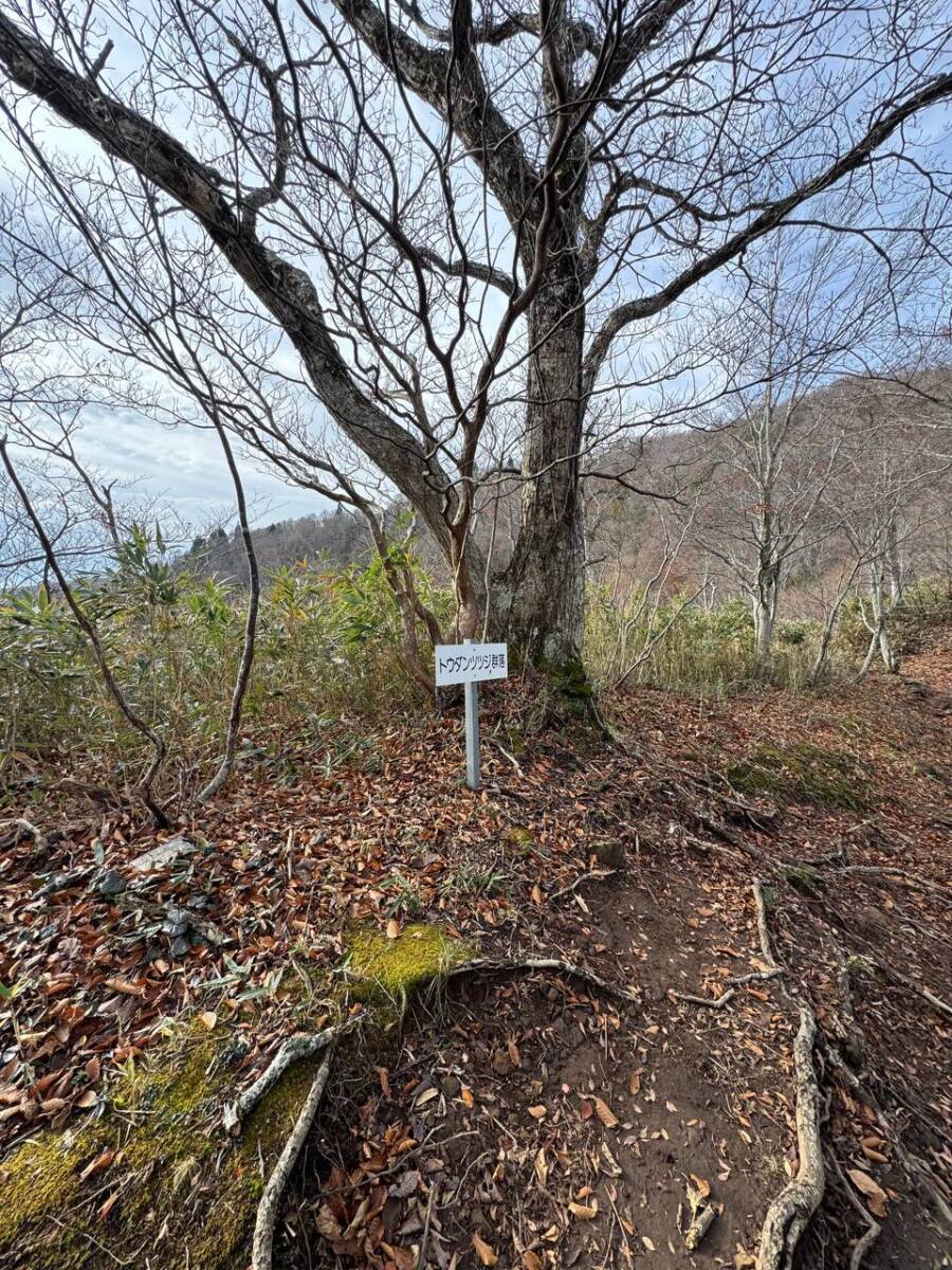 兵庫県最高峰で日本二百名山の『氷ノ山』をぶん回してきました