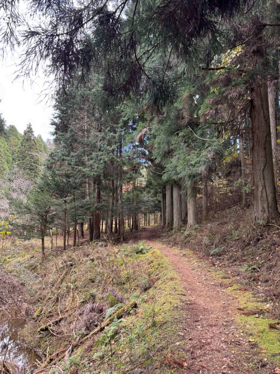 奥の院を中心に蓮の花にたとえられた女人道を辿る巡礼登山 『高野三山』