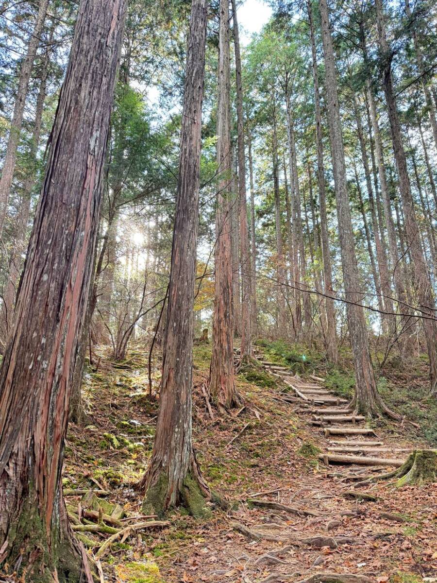 奥の院を中心に蓮の花にたとえられた女人道を辿る巡礼登山 『高野三山』