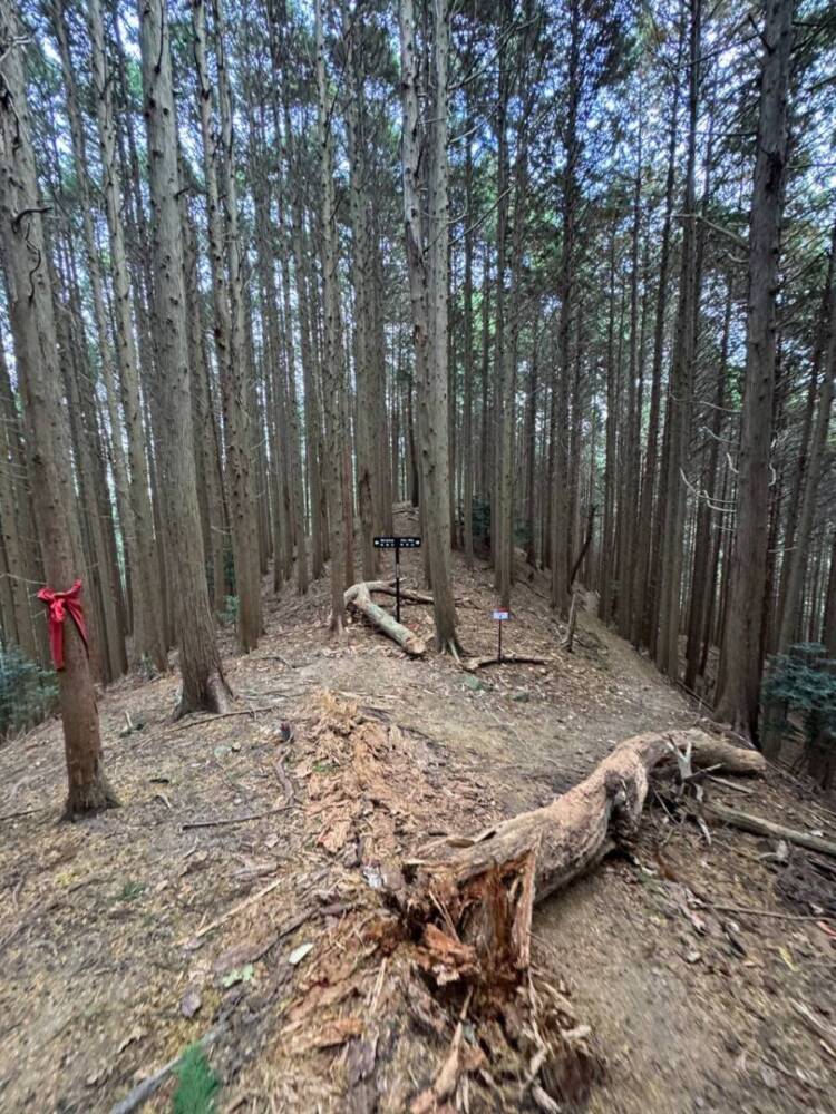 めっちゃ歩きやすい整備された登山道でハイキングが楽しめる『妙見山』