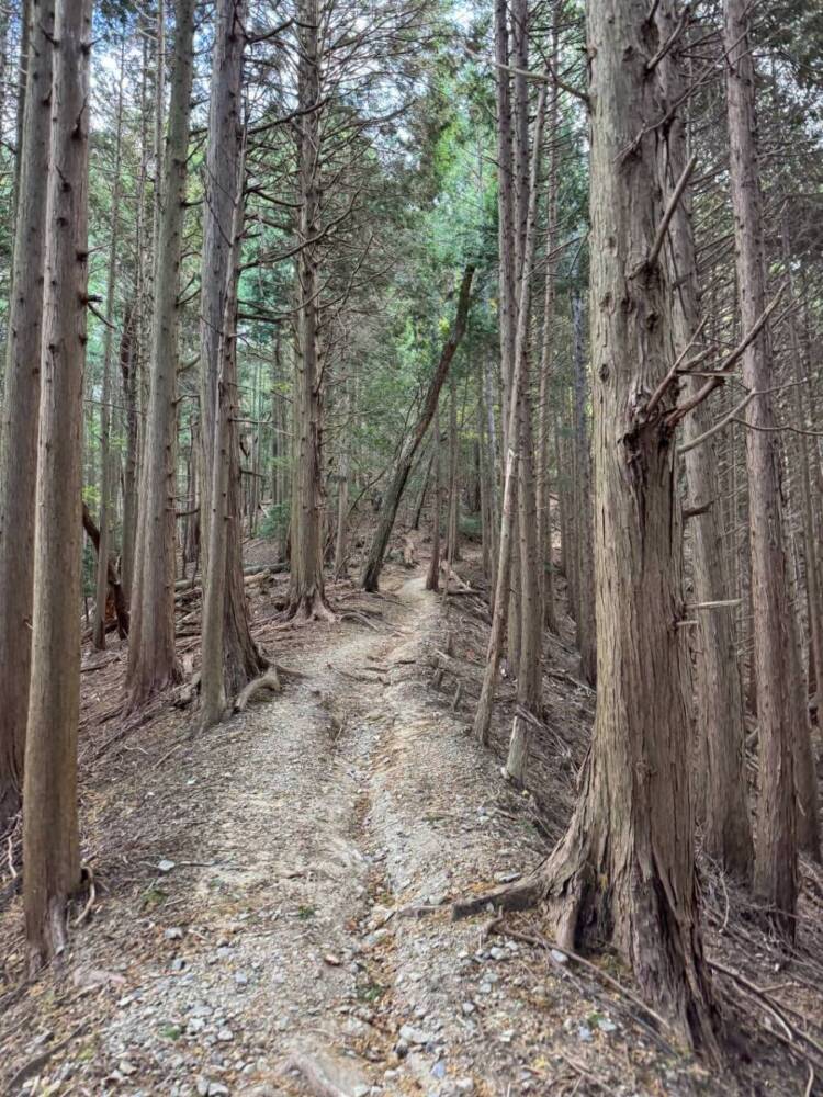 めっちゃ歩きやすい整備された登山道でハイキングが楽しめる『妙見山』