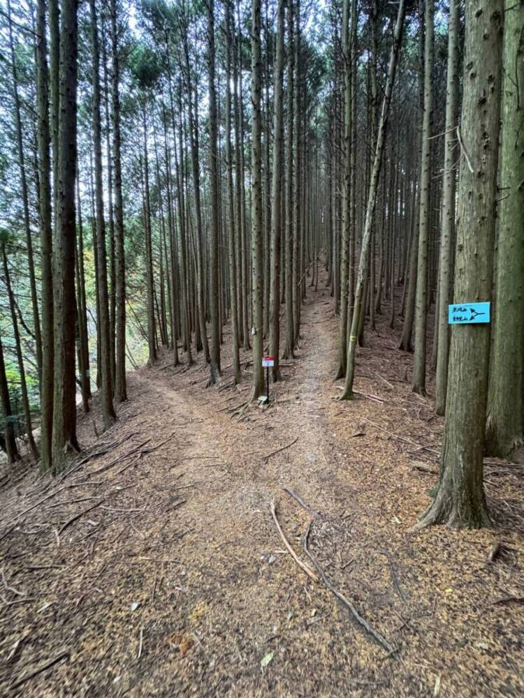 めっちゃ歩きやすい整備された登山道でハイキングが楽しめる『妙見山』