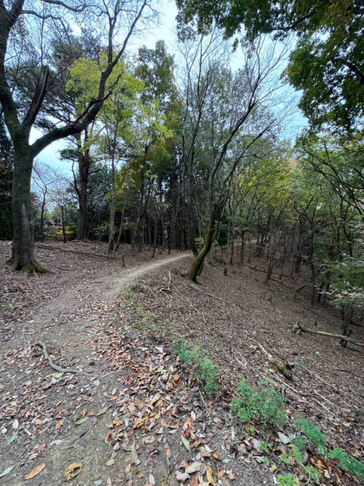 めっちゃ歩きやすい整備された登山道でハイキングが楽しめる『妙見山』