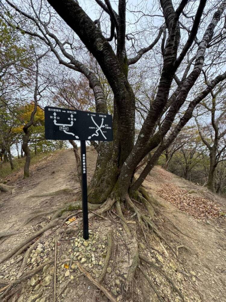 めっちゃ歩きやすい整備された登山道でハイキングが楽しめる『妙見山』