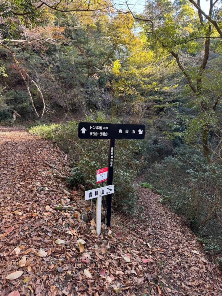 めっちゃ歩きやすい整備された登山道でハイキングが楽しめる『妙見山』