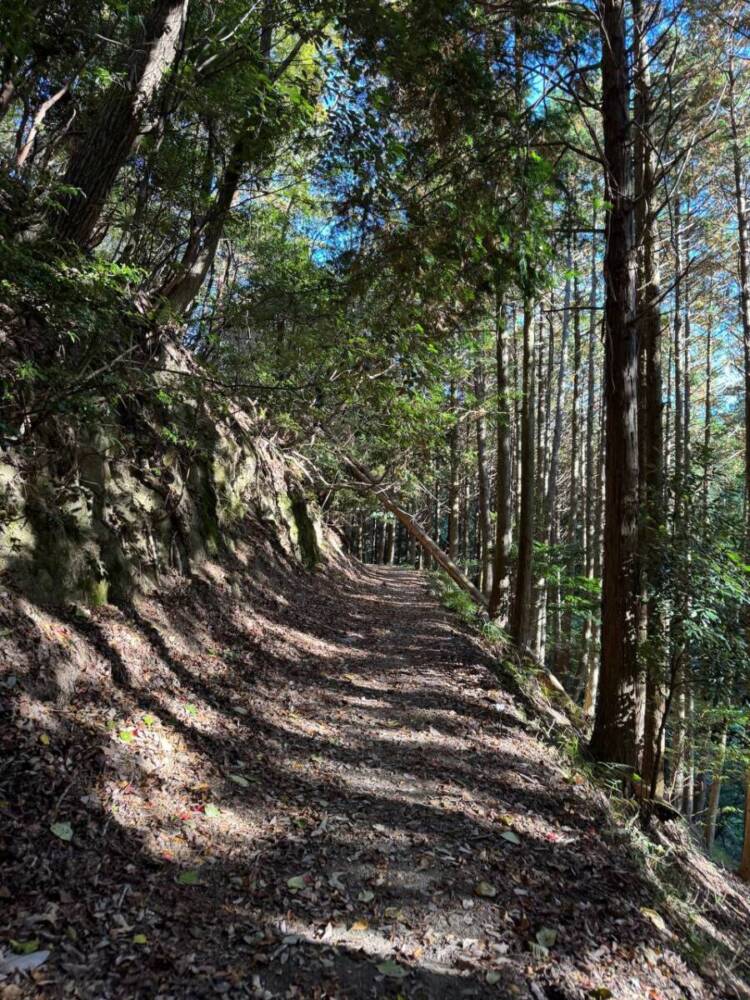 めっちゃ歩きやすい整備された登山道でハイキングが楽しめる『妙見山』