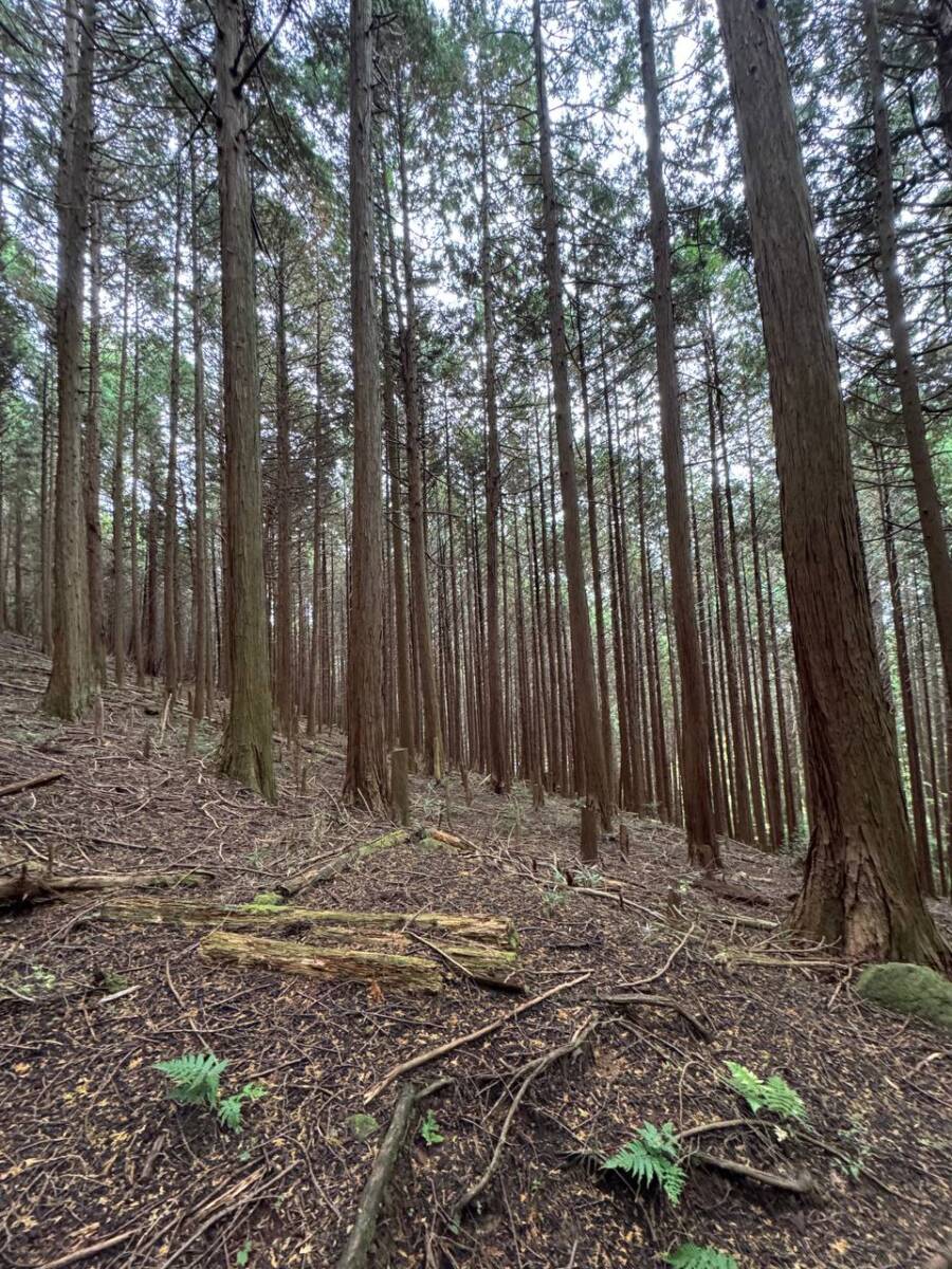 奈良県宇陀市の大和富士とも呼ばれる山容美しい山『額井岳』